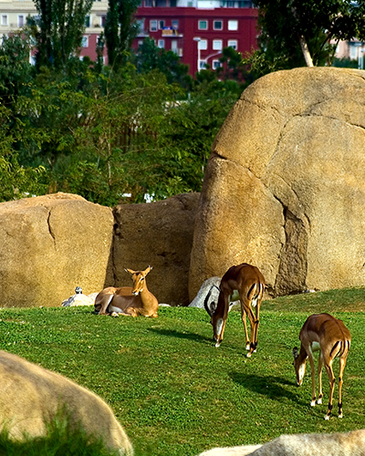 Bioparc Valencia 2 [Gabriel Villena CC BY 2.0].